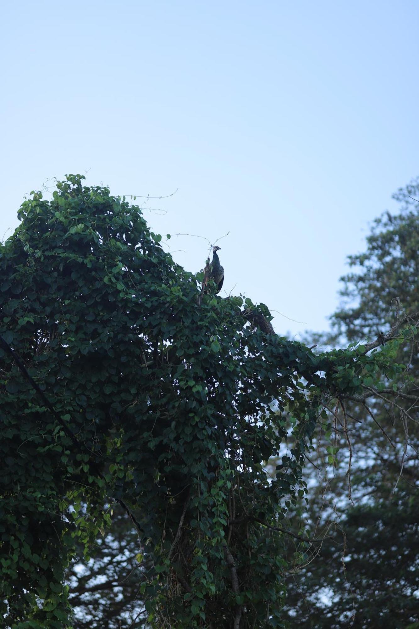 Birdsong Leisure Resort Tissamaharama Buitenkant foto
